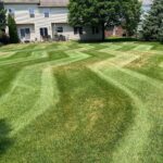 Image of freshly cut grass.
