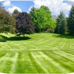 Fresh Cut Grass