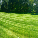 freshly cut grass