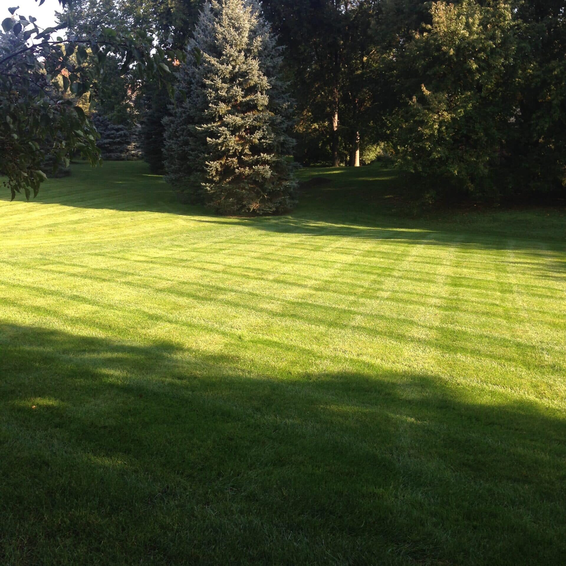 Photo taken by Julie of her freshly cut backyard.